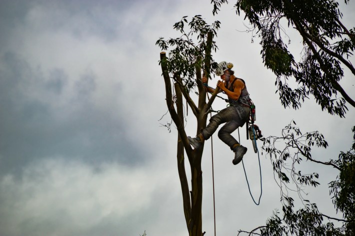 Tree Removal